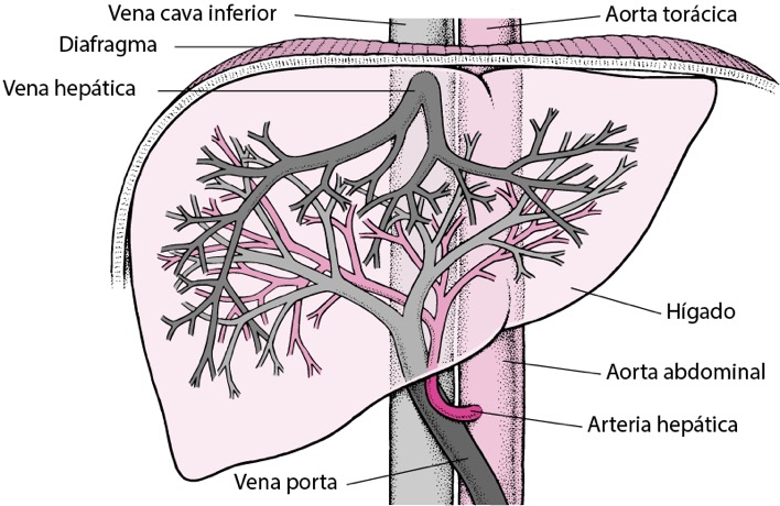 Flujo sanguíneo hígado