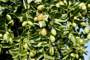 Fruto jojoba