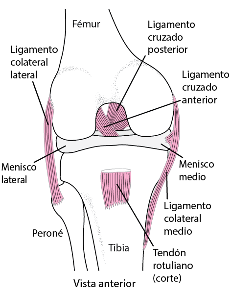 Ligamentos rodilla