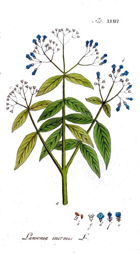 Henna Lawsonia inermis