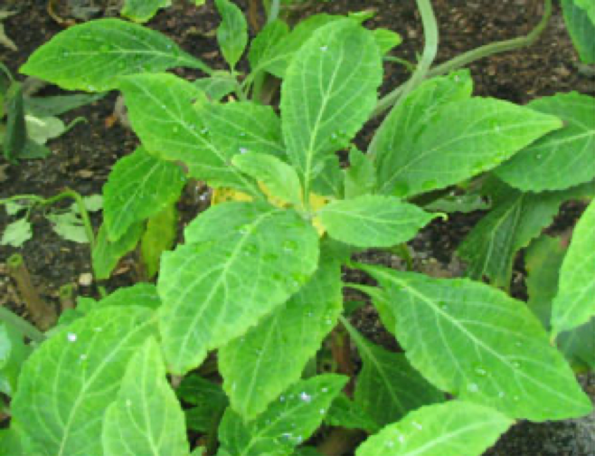 Salvia