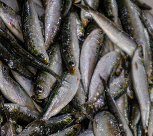 Sardinas fuente colágeno