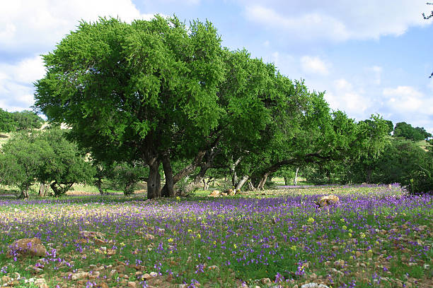 Arbol de argán