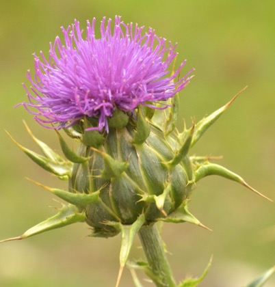 FLOR CARDO MARIANO