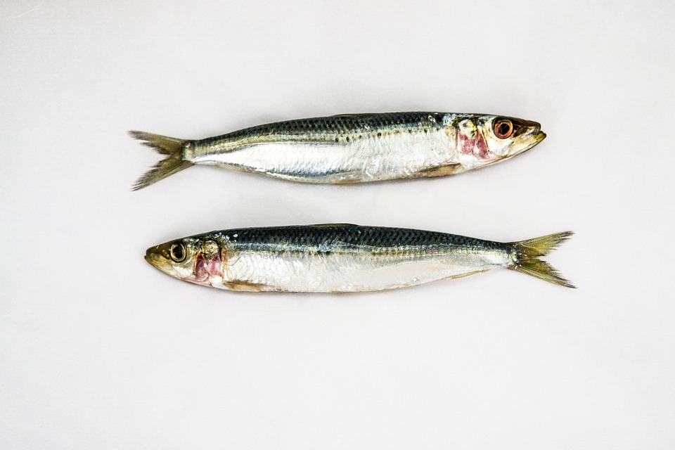 Sardinas colágeno