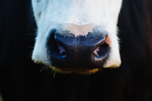 Vaca
